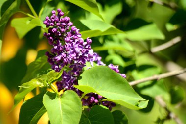Leylak çiçeği bahçe. Bahar çiçekleri