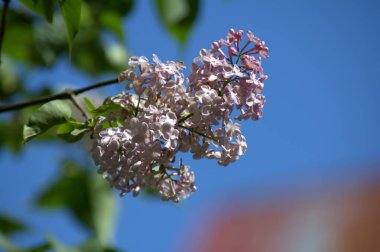 Leylak çiçeği bahçe. Bahar çiçekleri