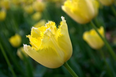 Sarı laleler. Sarı Lale Çiçek Bahçe