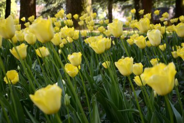 Bahçede Sarı laleler bloom. Çiçekler