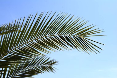 Palm gökyüzü arka planda kalıyor. Palmiye yaprağı