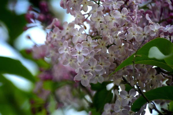 庭のライラックの花 春の花 — ストック写真