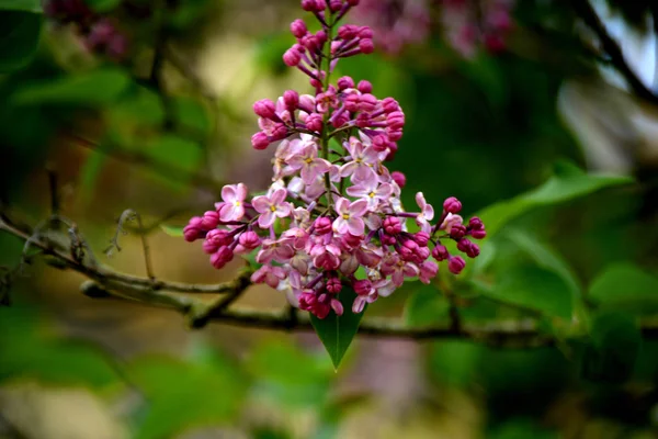 Lilás Floresce Jardim Flores Primavera — Fotografia de Stock