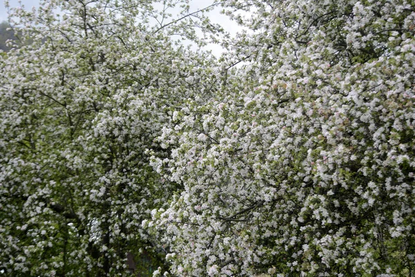 Vårblommor Trädgården Floom Blommor — Stockfoto
