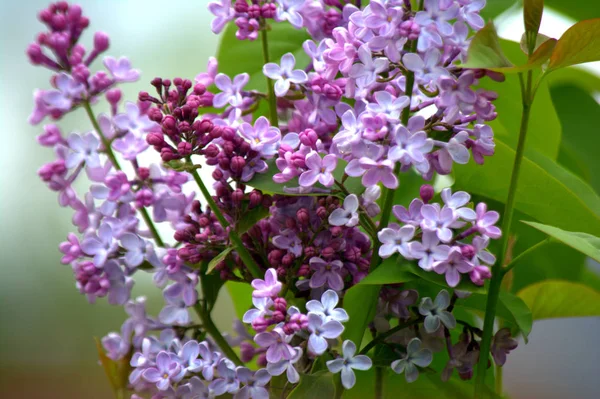 Lilás Floresce Jardim Flores Primavera — Fotografia de Stock