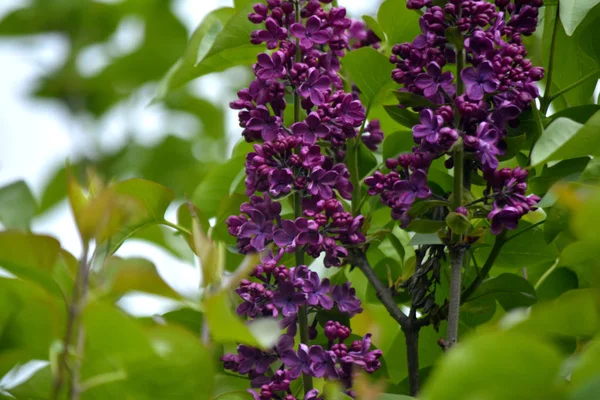 Leylak çiçeği bahçe. Bahar çiçekleri