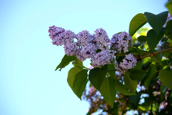 庭のライラックの花 春の花 — ストック写真