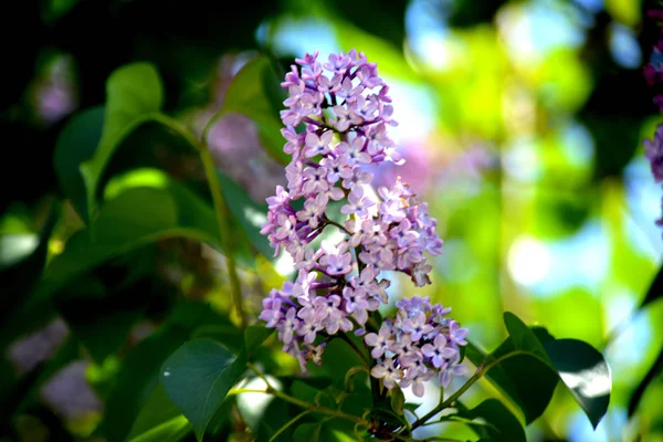 Lilás Floresce Jardim Flores Primavera — Fotografia de Stock