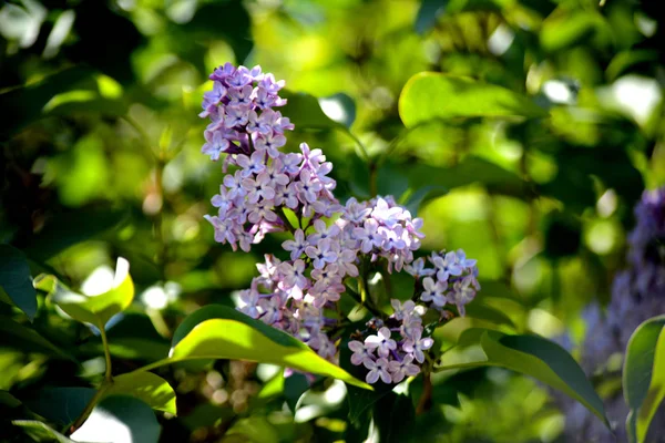 Lilás Floresce Jardim Flores Primavera — Fotografia de Stock