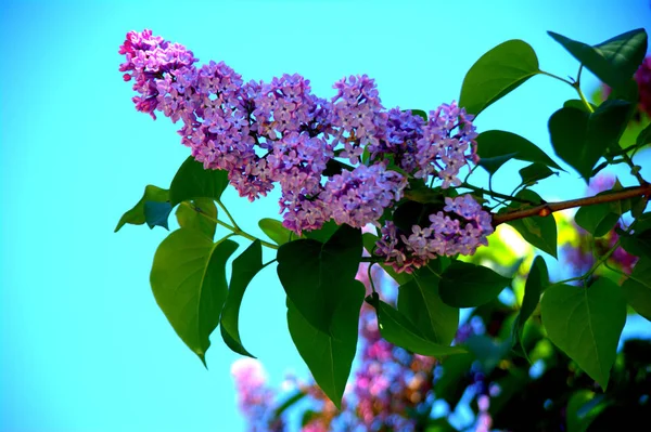 Lilás Floresce Jardim Flores Primavera — Fotografia de Stock