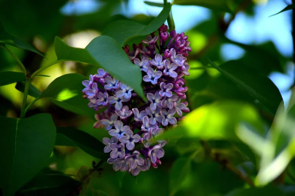 Lila Bloemen Tuin Lentebloemen — Stockfoto