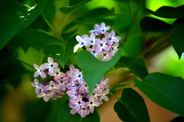 Lilac Blossoms Garden Spring Flowers — Stock Photo, Image