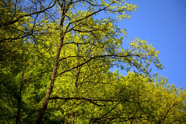 Yeşil ağaçlar. Bahar. Güneş ışığı altında bir ağaç yapraklar