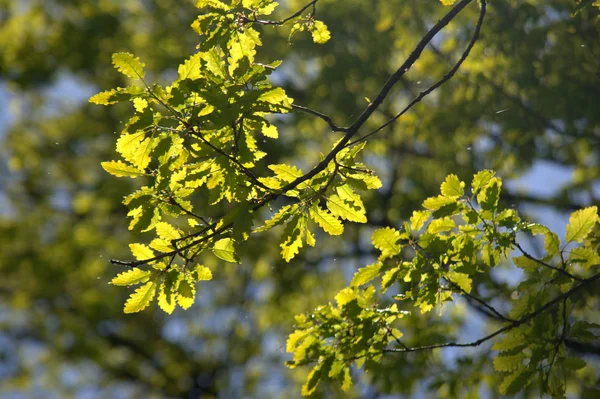 阳光下树上的树叶 — 图库照片