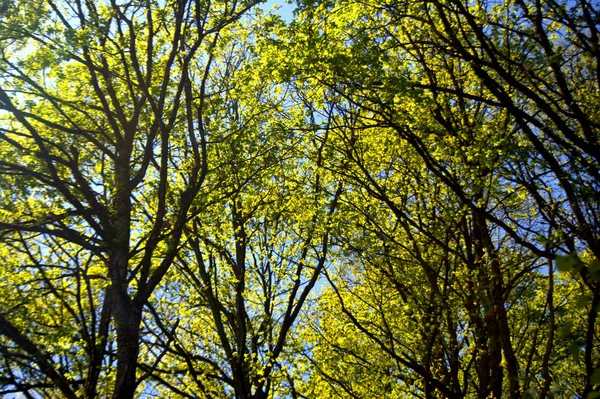 Yeşil ağaçlar. Bahar. Güneş ışığı altında bir ağaç yapraklar