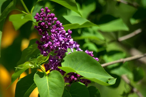 庭のライラックの花 春の花 — ストック写真