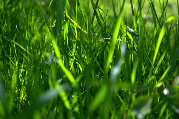 緑の草 春の背景 夏の背景 自然の背景 — ストック写真