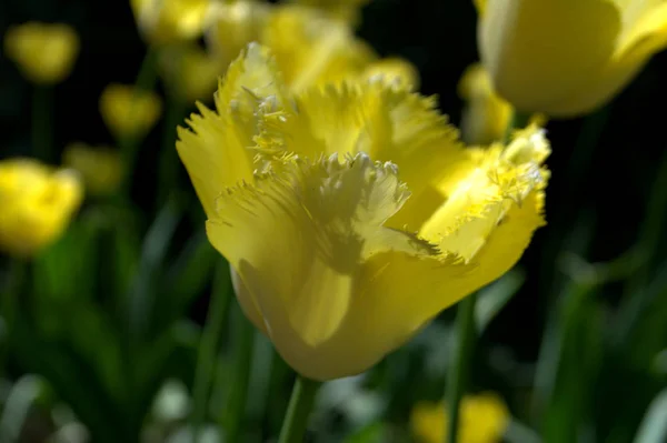 Yellow tulips. Yellow tulips bloom in the garden