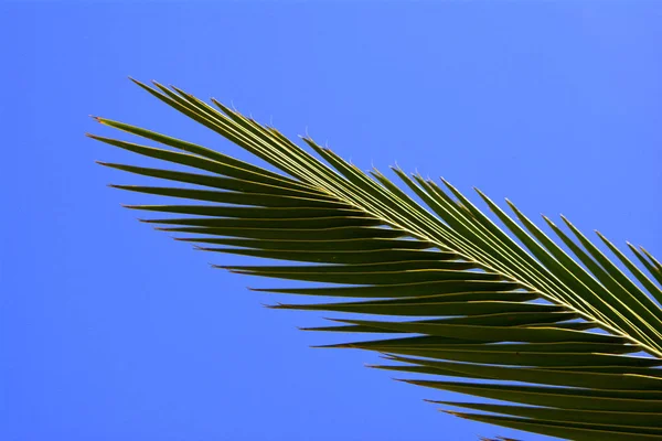 Palm leaves in the sky background. Palm leaf