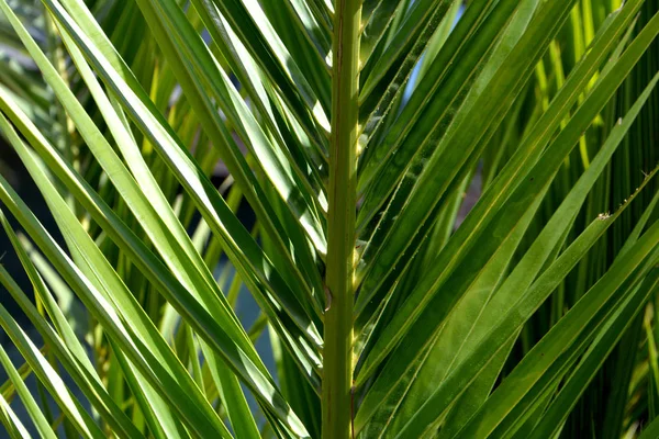 Пальмовые Листья Фоне Неба Пальмовый Лист — стоковое фото