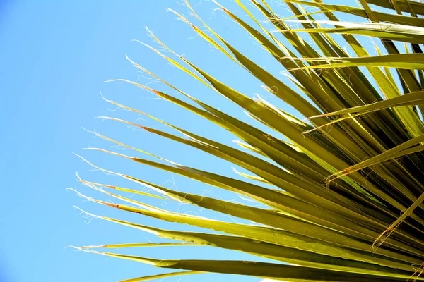 Les Feuilles Palmier Feuilles Vertes Tropicales Contexte Été — Photo