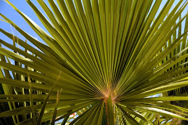 Les Feuilles Palmier Feuilles Vertes Tropicales Contexte Été — Photo