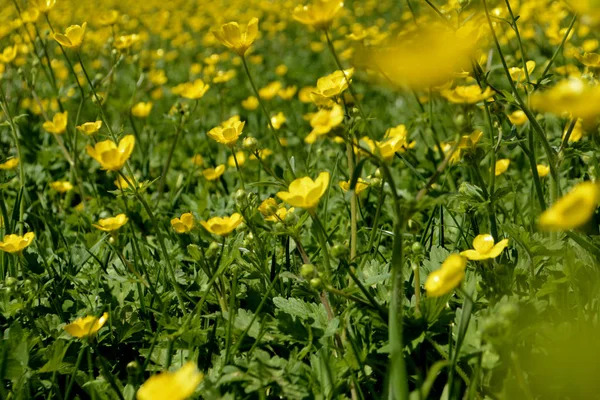 Flori Galbene Fundal Natural Vara — Fotografie, imagine de stoc