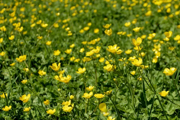 Flori Galbene Fundal Natural Vara — Fotografie, imagine de stoc