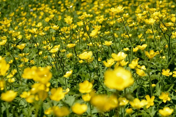 Flores Amarillas Fondo Natural Verano — Foto de Stock