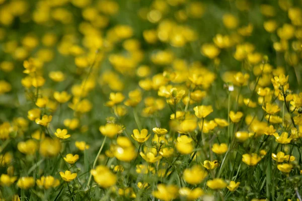 黄色の花 自然な背景 — ストック写真