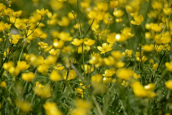Sarı Çiçekler Doğal Arka Plan Yaz — Stok fotoğraf