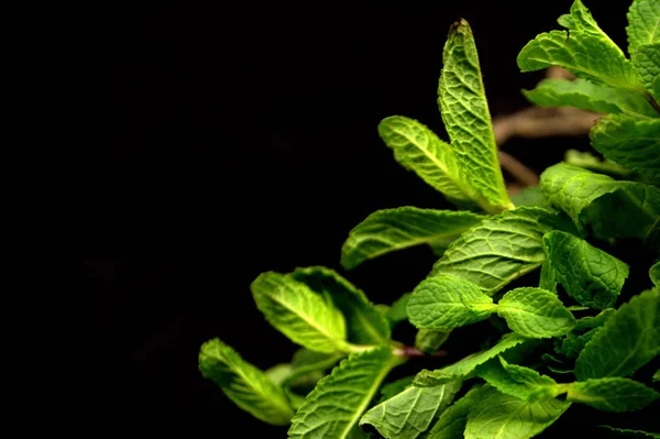 Siyah Arka Plan Üzerine Yakın Nane Yaprakları — Stok fotoğraf