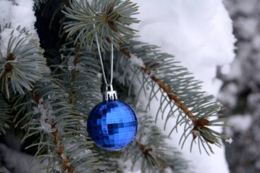 Noel mavi topu karlı köknar ağacında asılı.