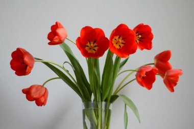 Vazoda bir buket kırmızı lale. Bahar çiçekleri