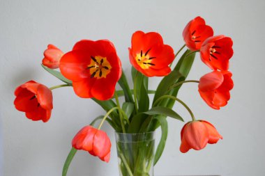 Vazoda bir buket kırmızı lale. Bahar çiçekleri