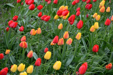  kırmızı ve sarı lale tarlası