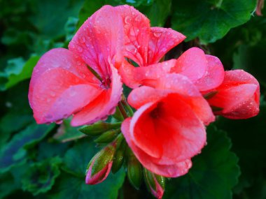 Bahçedeki pembe çiçek