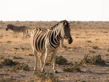 Zebra, Etosha Milli Parkı 'nda hasat yapıyor.