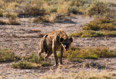 Etosha Milli Parkı 'ndaki sırtlan merak ediyor.