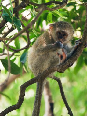 Chobe Ulusal Parkı 'nda bebek maymun