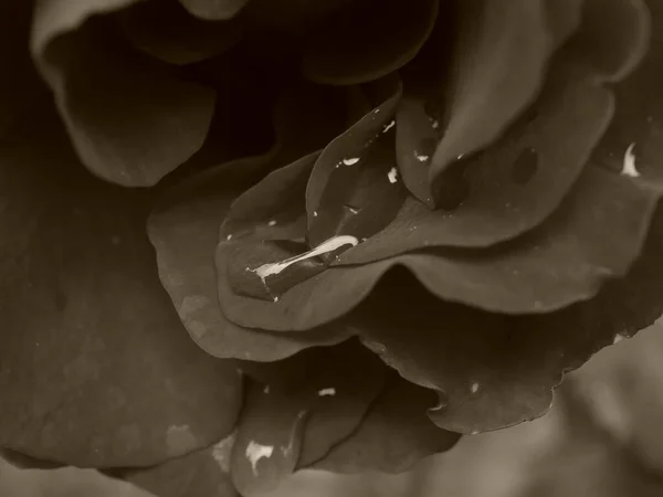 Μακρο Φωτογραφία Μαύρο Και Άσπρο Από Ένα Λουλούδι Στον Κήπο — Φωτογραφία Αρχείου