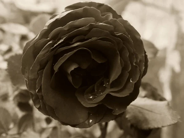 Schwarz Weiß Foto Einer Blume Garten — Stockfoto
