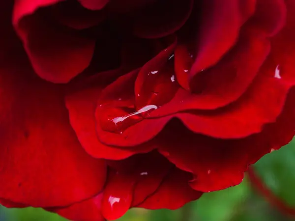 庭の花のマクロ写真 — ストック写真