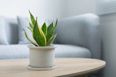 Dekoratif sansevieria bitkisi oturma odasındaki ahşap masada. Gri seramik kapta Sansevieria trifasciata Prain.