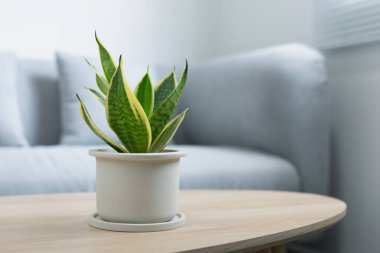 Decorative sansevieria plant on wooden table in living room. Sansevieria trifasciata Prain in gray ceramic pot. clipart