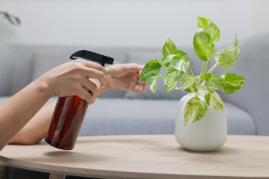 The woman is spraying Liquid fertilizer the foliar feeding on the golden pothos on the wooden table in the living room. The Epipremnum aureum in a white ceramic vase on the wood table in the minimalist room style clipart