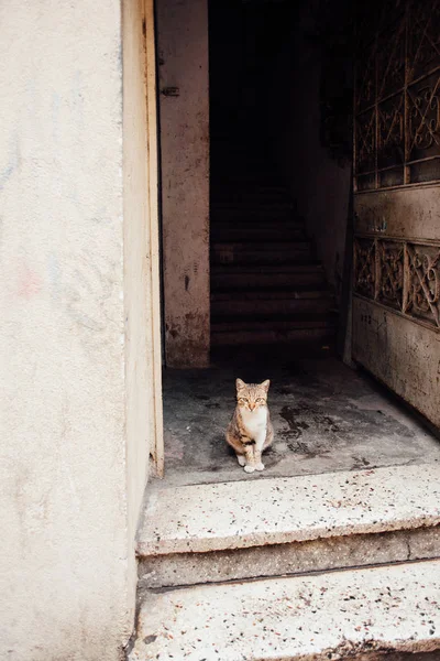 Безпритульна Кішка Сидить Вході Біля Відкритих Дверей Вертикально — стокове фото
