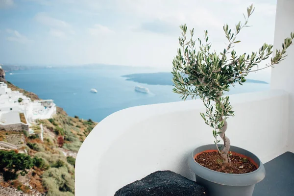 Vista Desde Isla Santorini Con Olivo —  Fotos de Stock