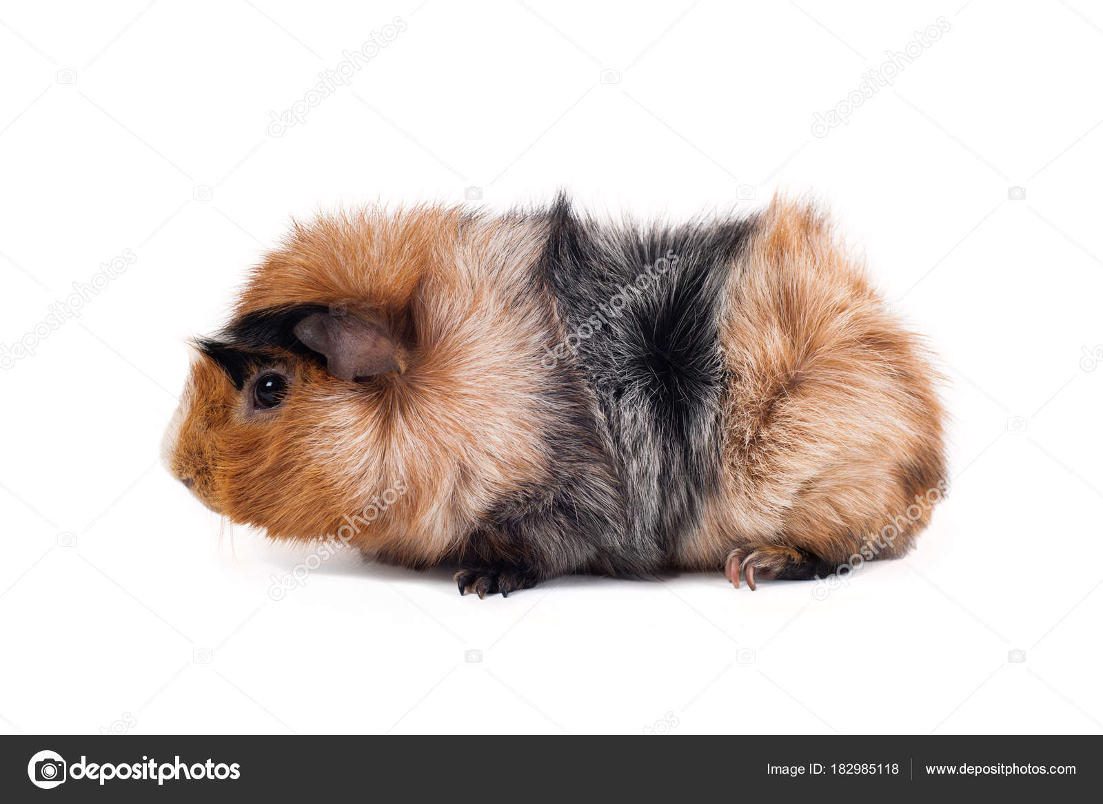 Red Black White Guinea Pig Abyssinian Breed Rare Color White