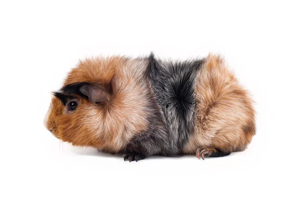 Cavia Rossa Nera Bianca Razza Abissina Colore Raro Sfondo Bianco — Foto Stock